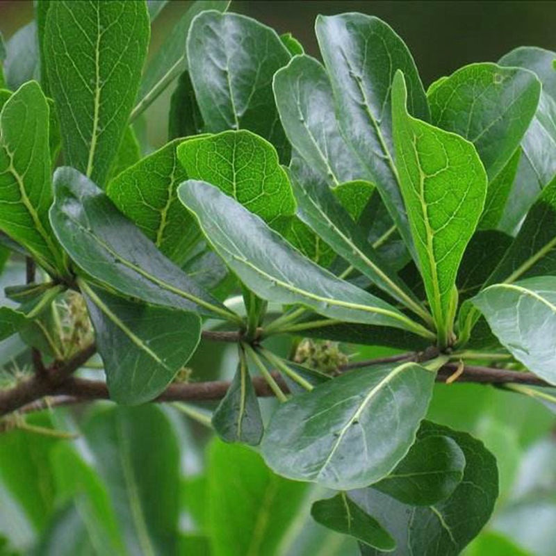 小叶榄仁种子 大叶榄仁 细叶榄仁 锦叶榄仁绿化行道苗木
