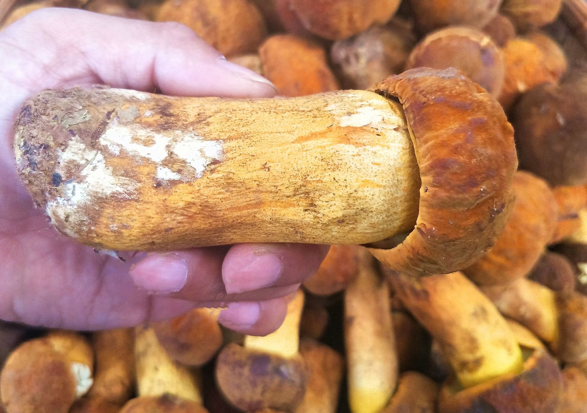 云南高原特产野生黄牛肝菌 新鲜黄赖头 黄栗头山货 蘑菇2斤包邮