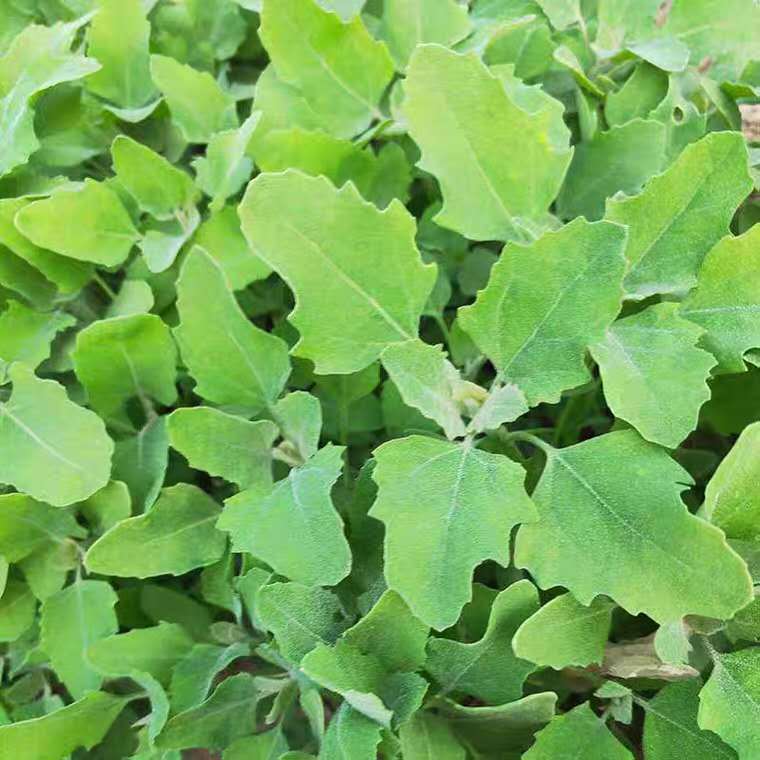 灰灰菜新鲜当季纯野生农家现挖山野菜山东省儿时味道野菜带箱5斤