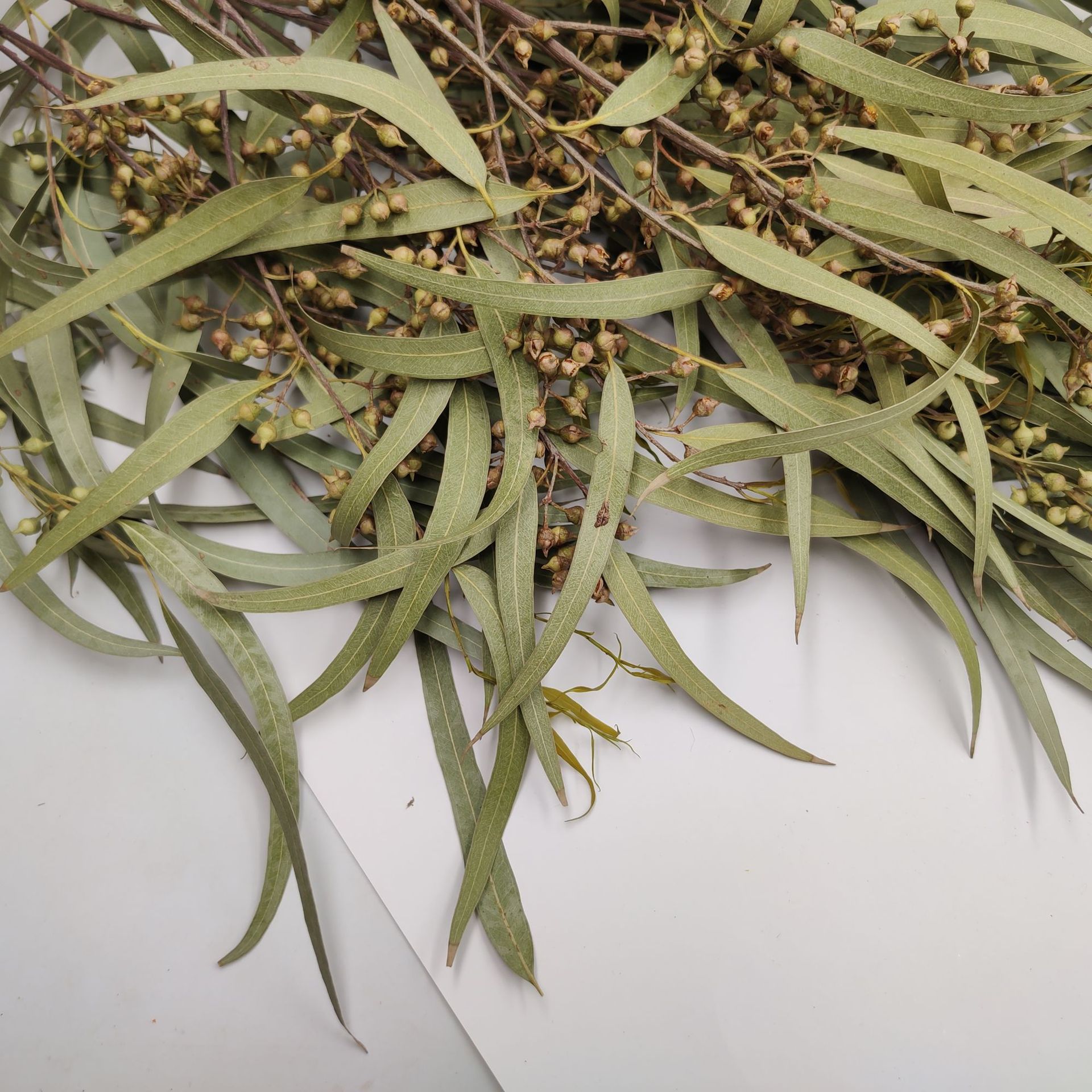 小米果叶 小米果 尤加利叶果 干花 花艺婚庆 装饰园艺 插花花艺