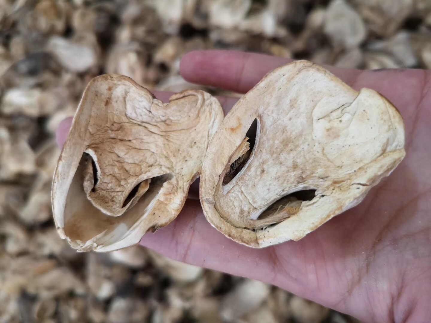 福建古田兰花菇干货草菇 500g草菇干菌肉质脆嫩 古田现货厂家直发