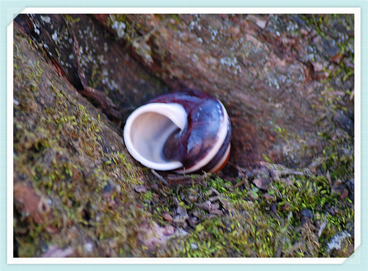 黑面包螺3.5cm左右 黑色牛眼贝地台鱼缸婚庆布置收藏寄居蟹替换壳