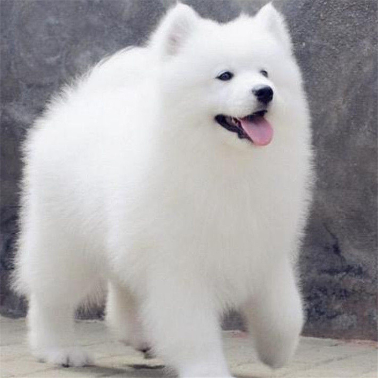 狗场繁殖纯白色萨摩耶幼犬活体萨摩耶犬三个月疫苗齐全家养宠物犬