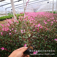 山桃草盆栽小苗 多年生宿根地被花卉 公园绿化 青州花卉