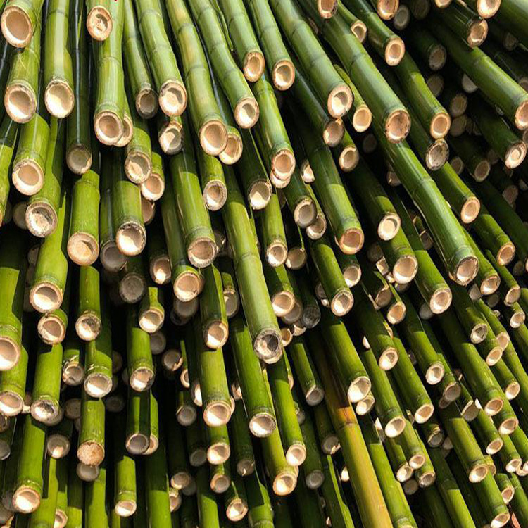 批发粗竹竿大毛竹竿 菜园搭架细竹杆庭院装饰篱笆竹围栏直销