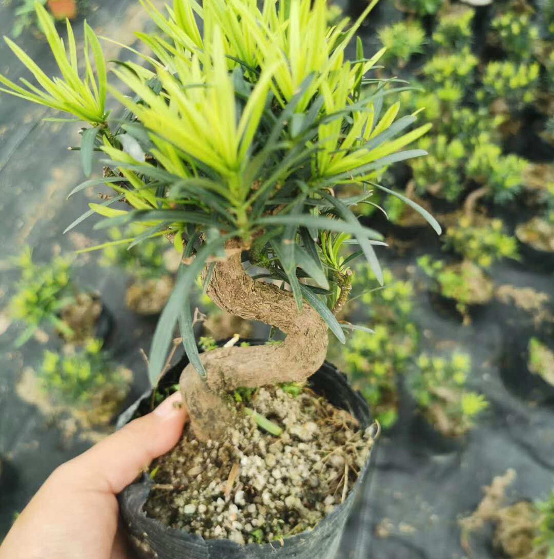 基地直供 阳台盆景花卉 造型植物盆栽 净化空气 6寸s罗汉松