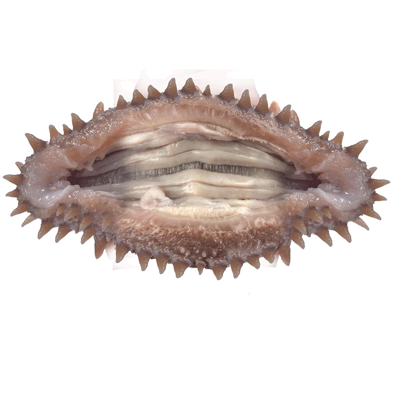 参灵岛半干海参中科海鲜干货工厂批发1只干1只海参样品