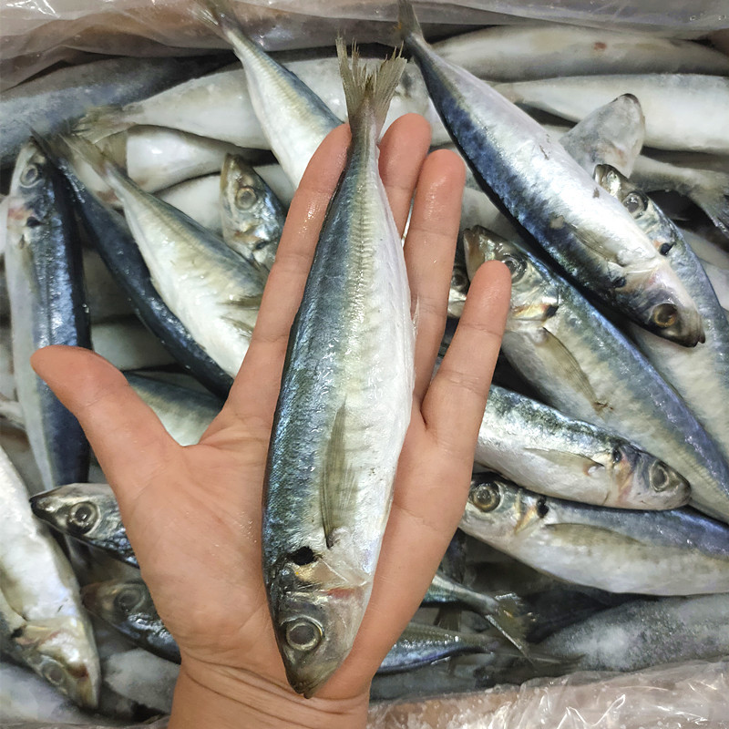 冷冻野生海捕巴浪鱼20斤新鲜海鲜鱼船冻福建特产海鱼吧浪鱼非鱼干