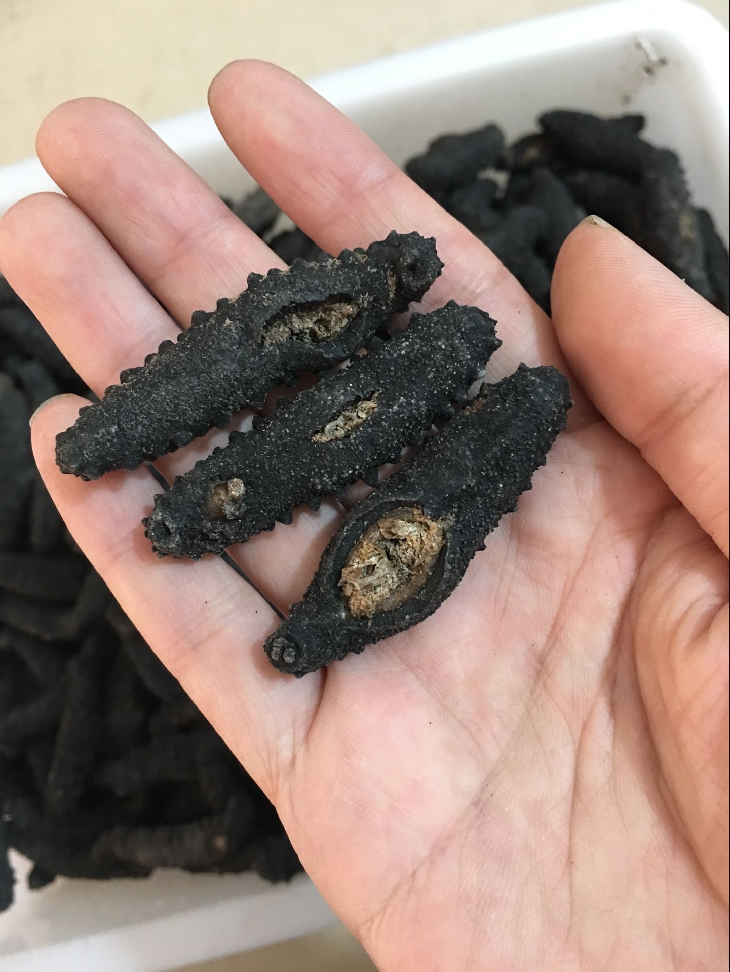 冰岛有刺米刺参 土耳其米刺 参希腊刺参雪参 一手货源 500g批发