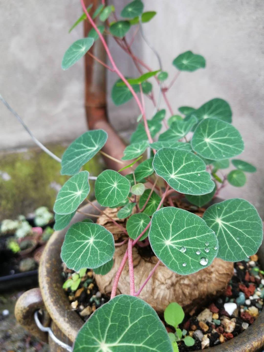 红藤新款山乌龟植物圆叶盆栽爬藤绿植