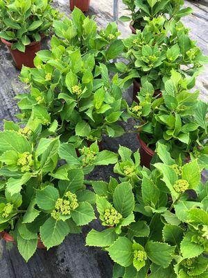 (木子家的花园)包邮日本进口新品绣球重瓣绣球水天一色