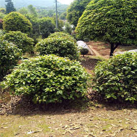 四季桂花球-四季桂花球厂家,品牌,图片,热帖-阿里巴巴