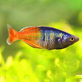 石美人鱼 彩虹鱼 热带观赏鱼 淡水鱼活体宠物