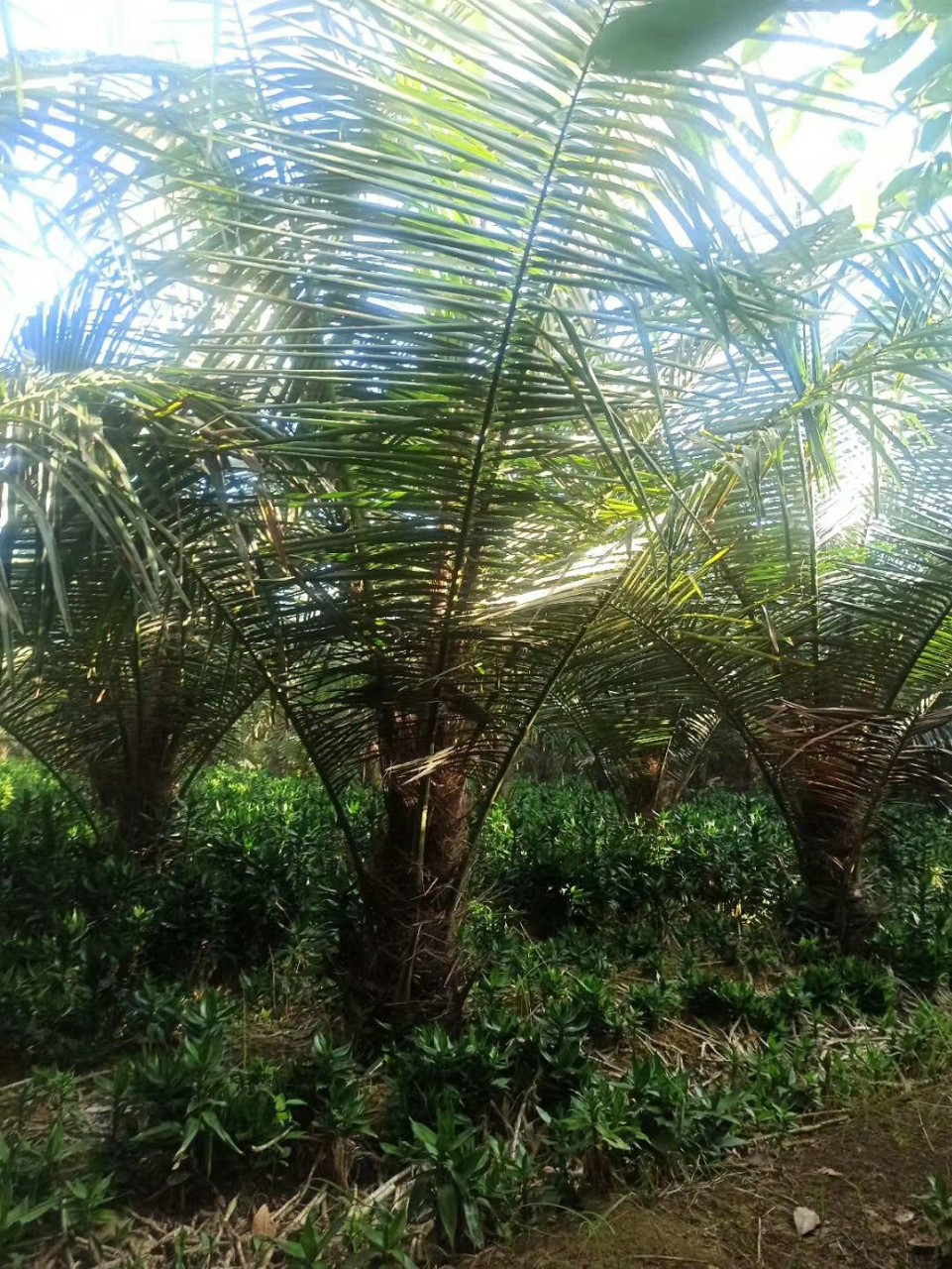 207长期供应 桄榔 砂糖椰子 2-10米高 地苗 大型棕榈 行道树