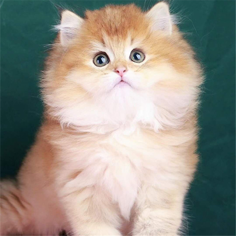 金渐层幼猫活体 布偶猫幼猫 蓝猫幼猫活体 银渐层幼猫活体出售