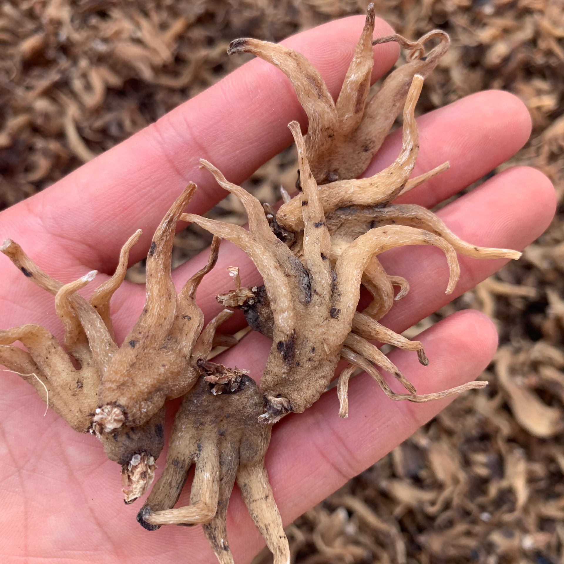 常富中药材 手掌参 佛手参 货干无杂 提供大量现货 价格优惠