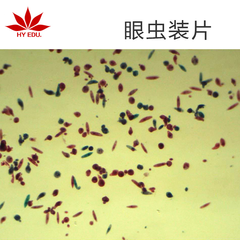 显微镜标本眼虫生物装片动物组织细胞切片教学用组织切片