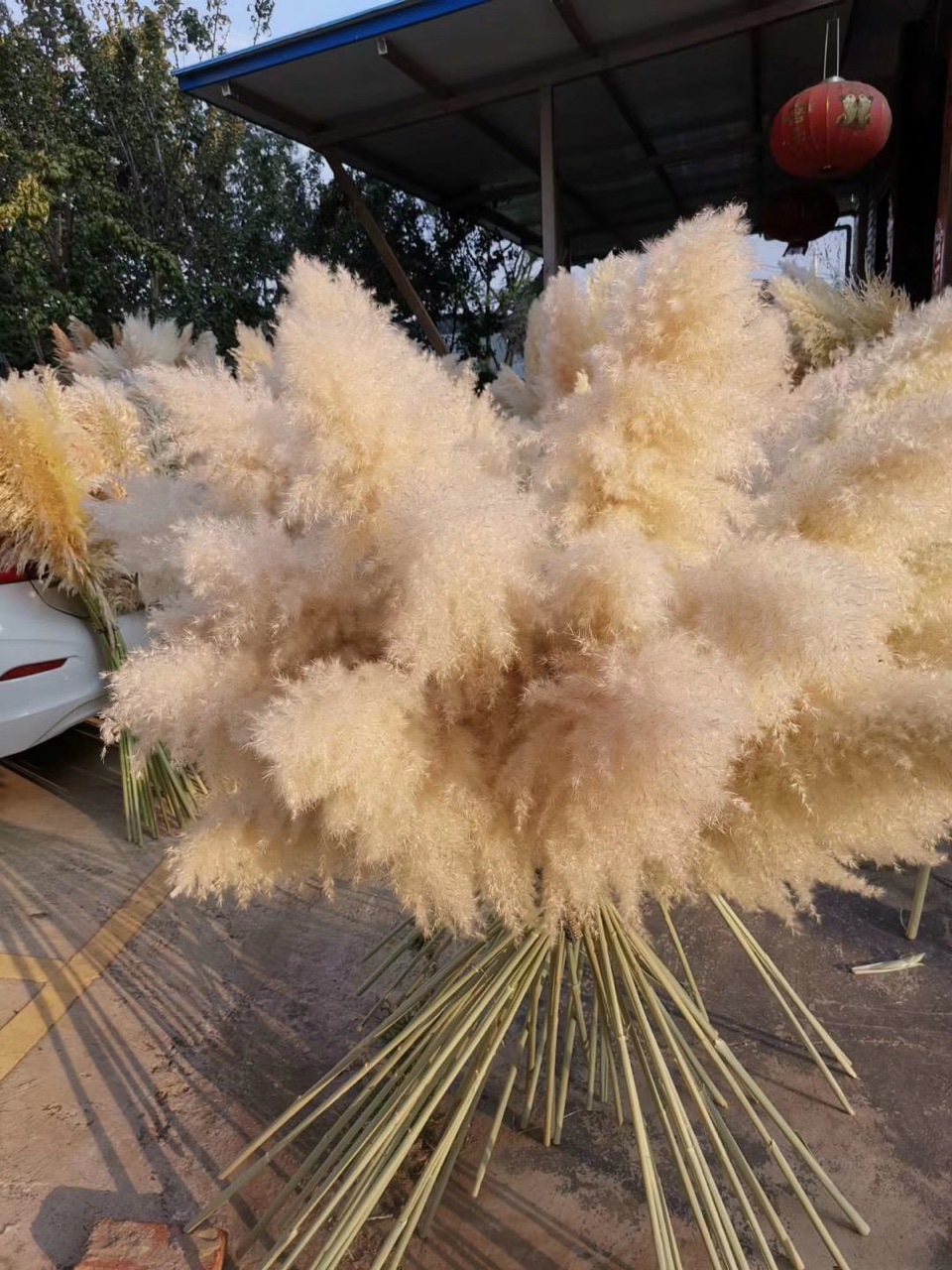 云南厂家原材料品质干花白色大芦苇灰色大芦苇毛穗长度约60-80