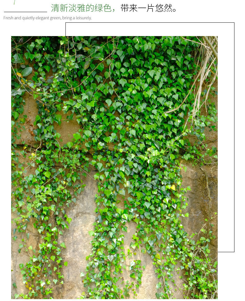 爬山虎爬藤植物四季三叶爬山虎苗室外耐寒五叶爬墙虎阳台庭院