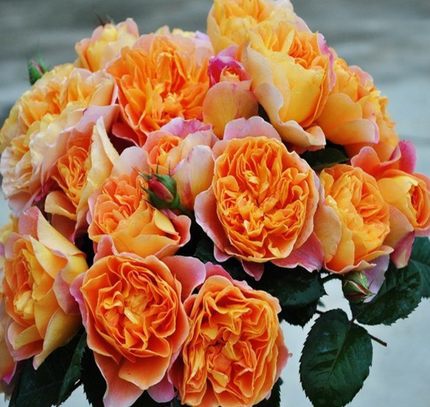 印象派藤本月季花苗阳台盆栽花卉庭院花园地栽玫瑰四季开花植物