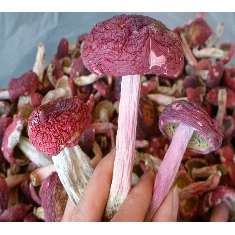 【裕菌隆】 红菇 野生红菇 红菇批发 野生红蘑 云南真红菇 大标菇