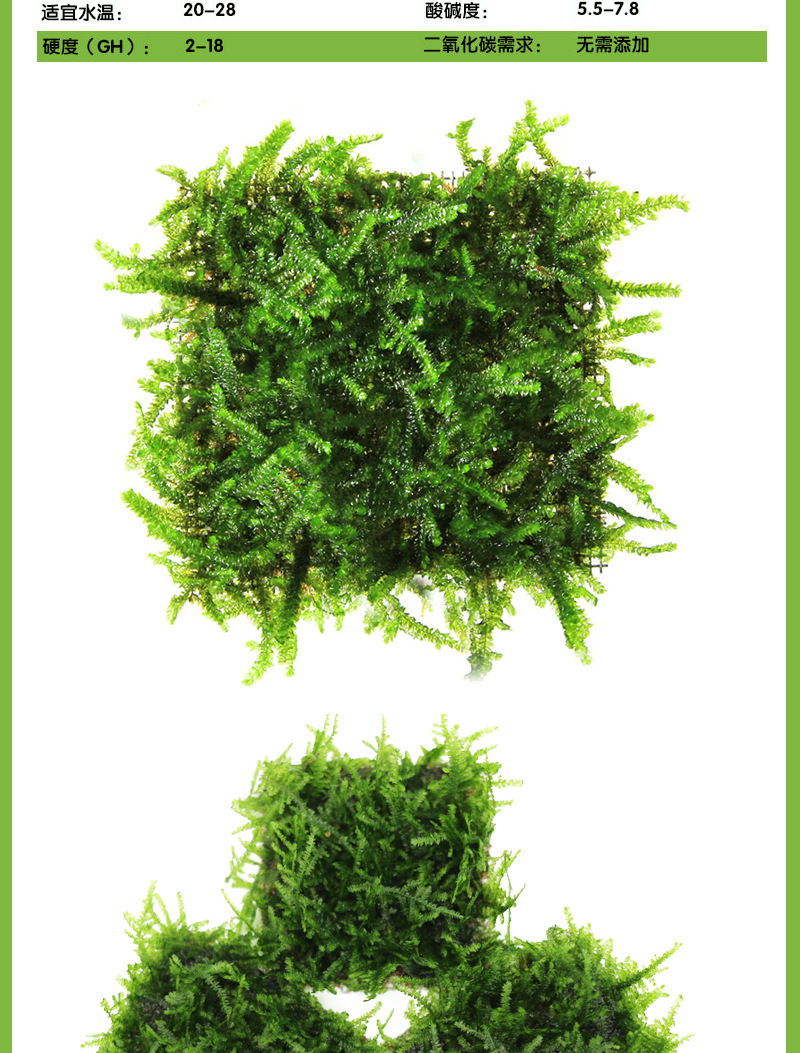 莫斯 珊瑚 大三角 水晶 莫斯树淡水植物草缸造景网片真水草批发