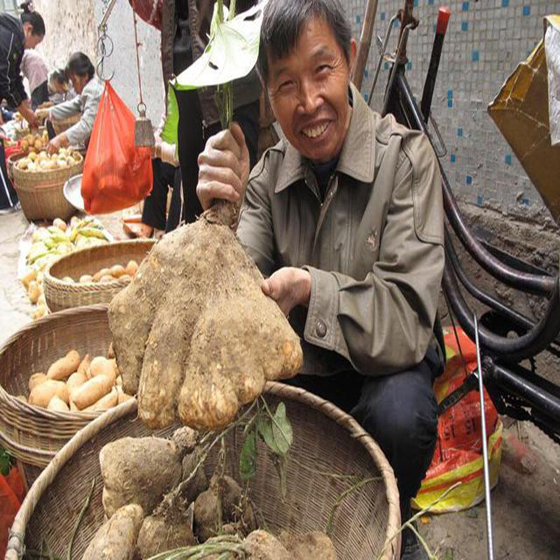 时令蔬菜现挖脚板薯新鲜白心粉糯脚白薯薯子毛薯非淮山药江西湖南