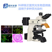 NE910FL研究级正置荧光生物显微镜可配置相衬暗场生物显微镜