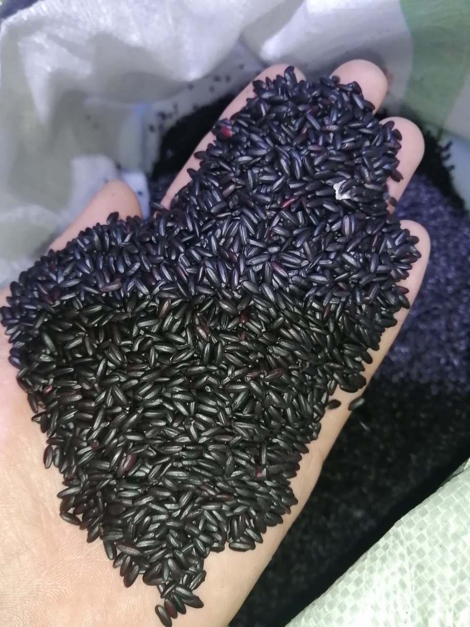 大量批发 紫米500g新米散装黑糯粥血糯米饭五谷杂粮产地货源