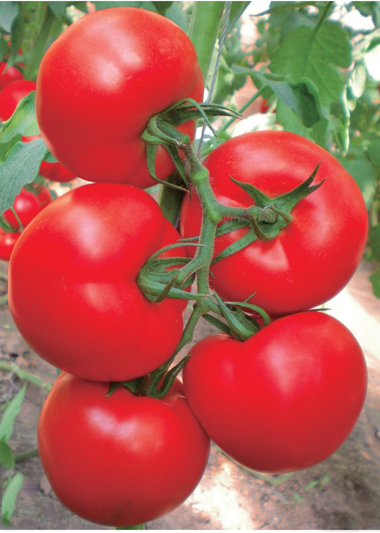 以色列奇欧佳美f1大红番茄西红柿种子秋延越冬早春高产红果蔬菜孑