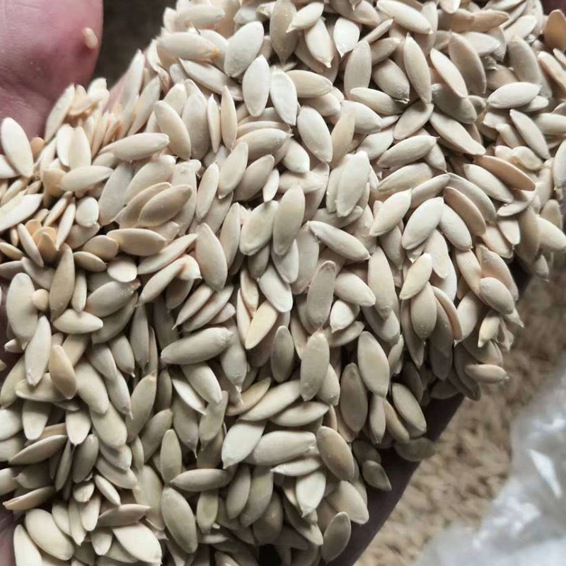 黄瓜籽黄瓜种子黄瓜子熟黄瓜籽一件代发