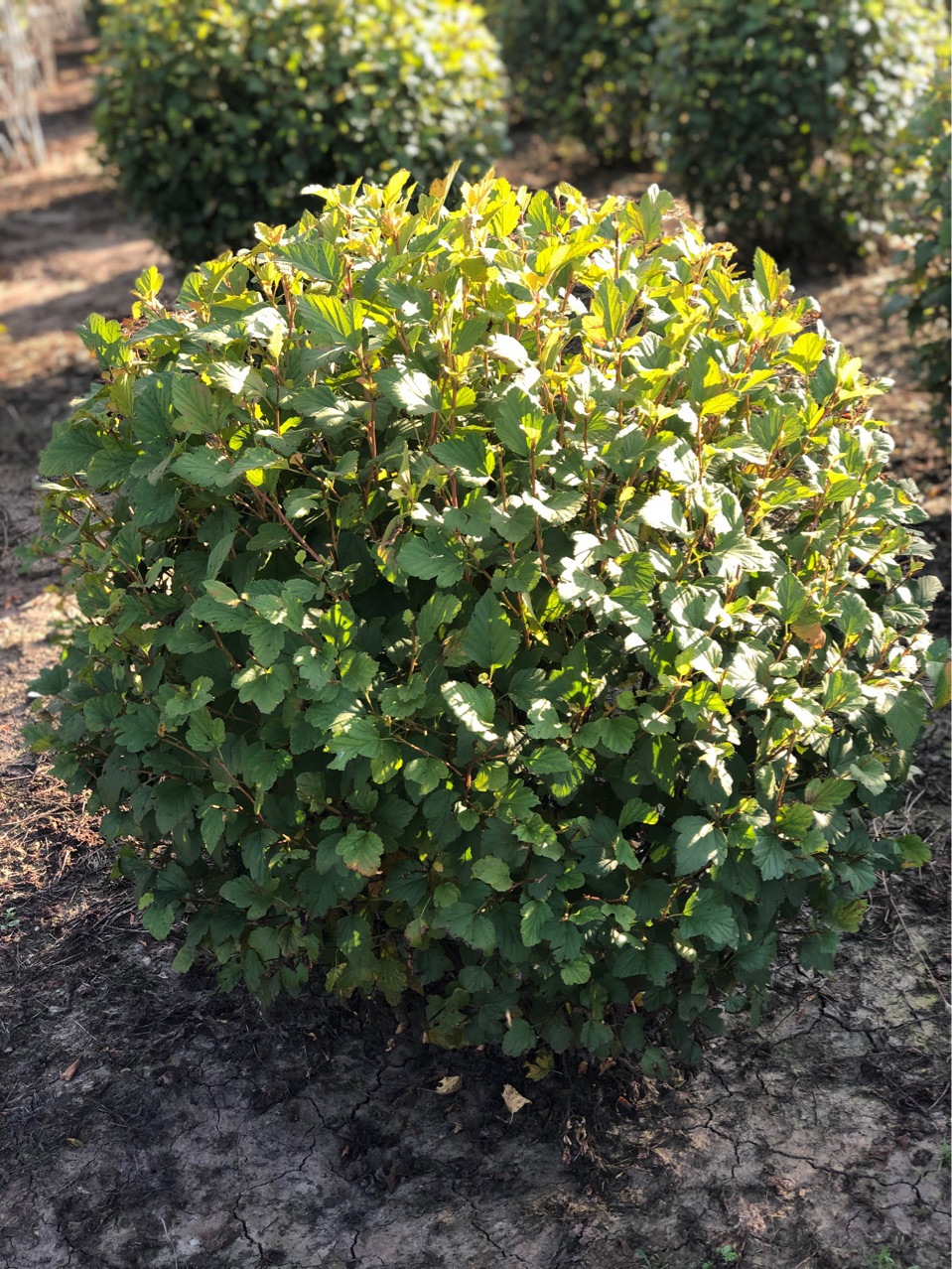 5米冠幅 金叶风箱果基地小苗批发