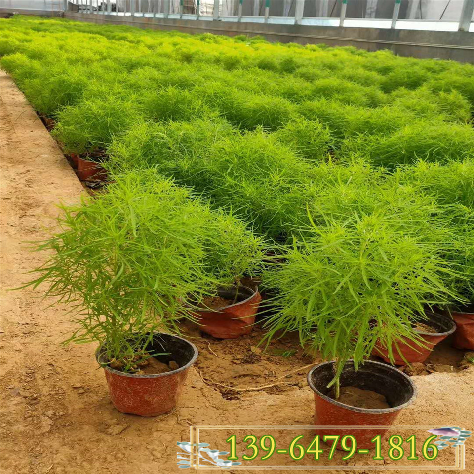 红叶地肤种子 观叶植物 扫帚菜营养钵苗易种植