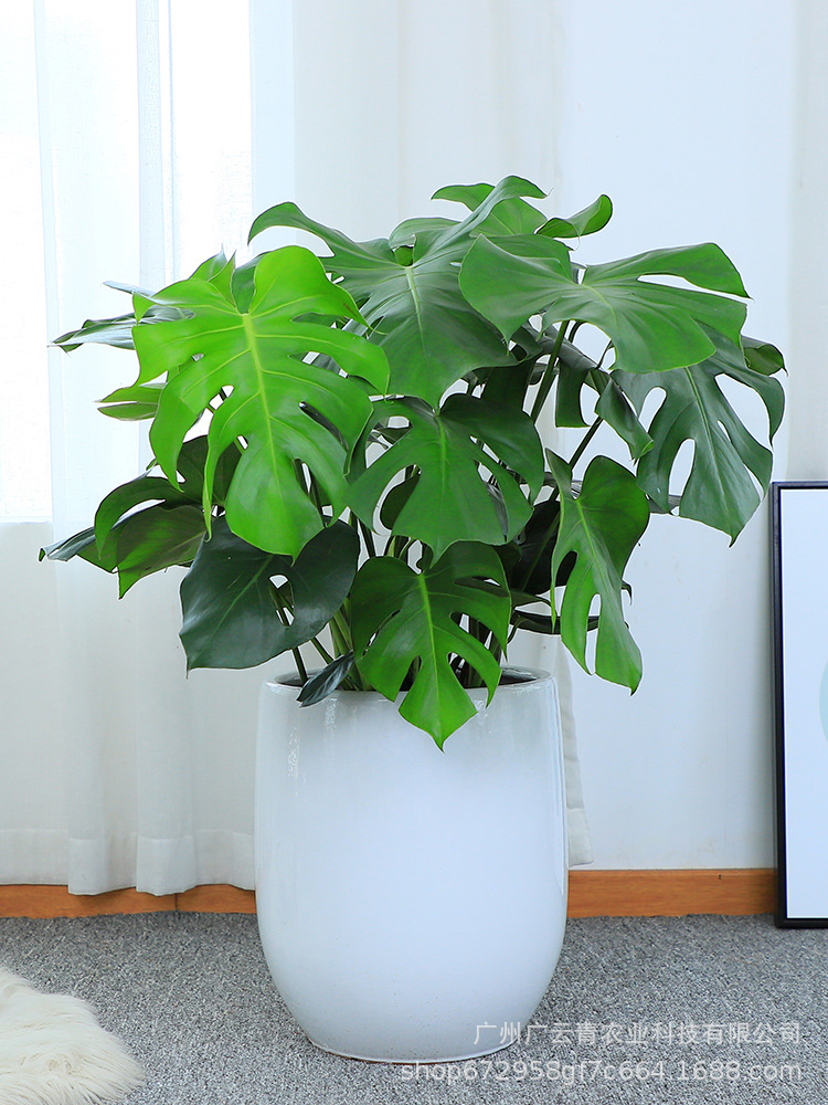 龟背竹大盆栽大型客厅仙洞开背龟背竹叶植物室内大叶多孔绿植包邮