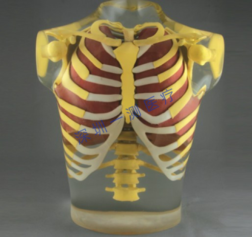 胸腔模体(rs-111t)-阿里巴巴