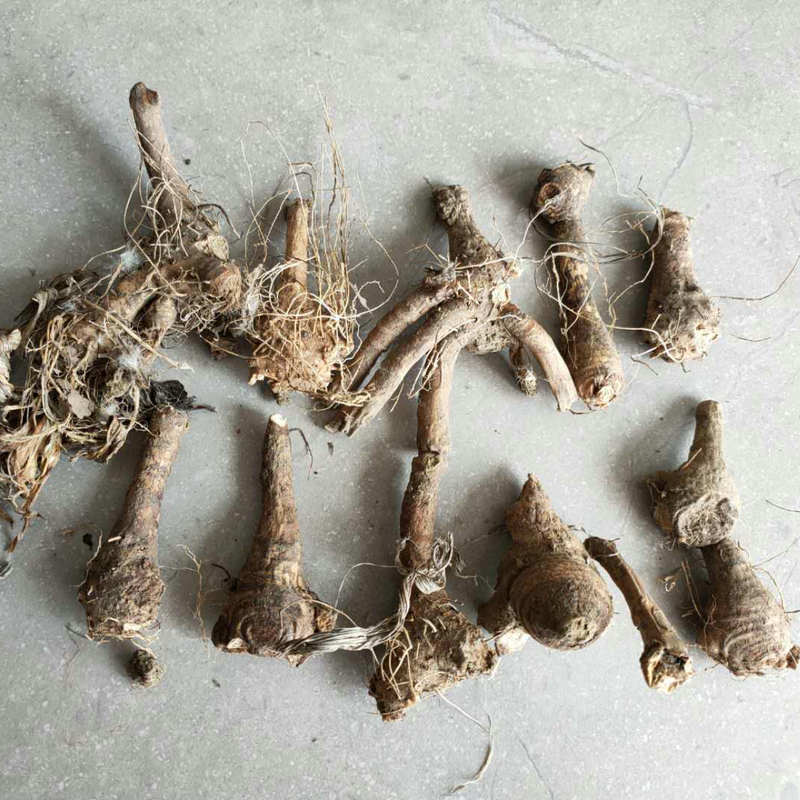 蓝花鸢尾根球宿根地被草花湿地庭院道路公园绿化