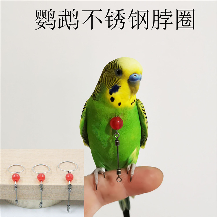 鹦鹉脖套脖圈虎皮牡丹玄风不锈钢鸟脖链脖套脖绳手养训鸟用品