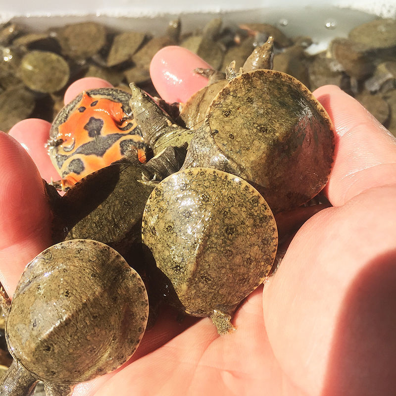 包邮产地直供中华鳖小甲鱼苗活体100只水鱼家养苗王八团鱼苗生态1