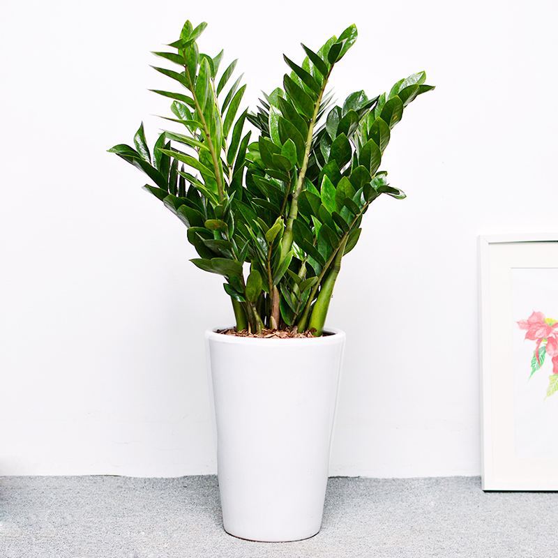 金钱树盆栽植物室内大绿植钱串子客厅四季常青发财树盆景包邮