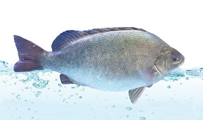 宝石鲈斑循环水养殖系统淡水处理过滤工厂化水产循环水养鱼设备