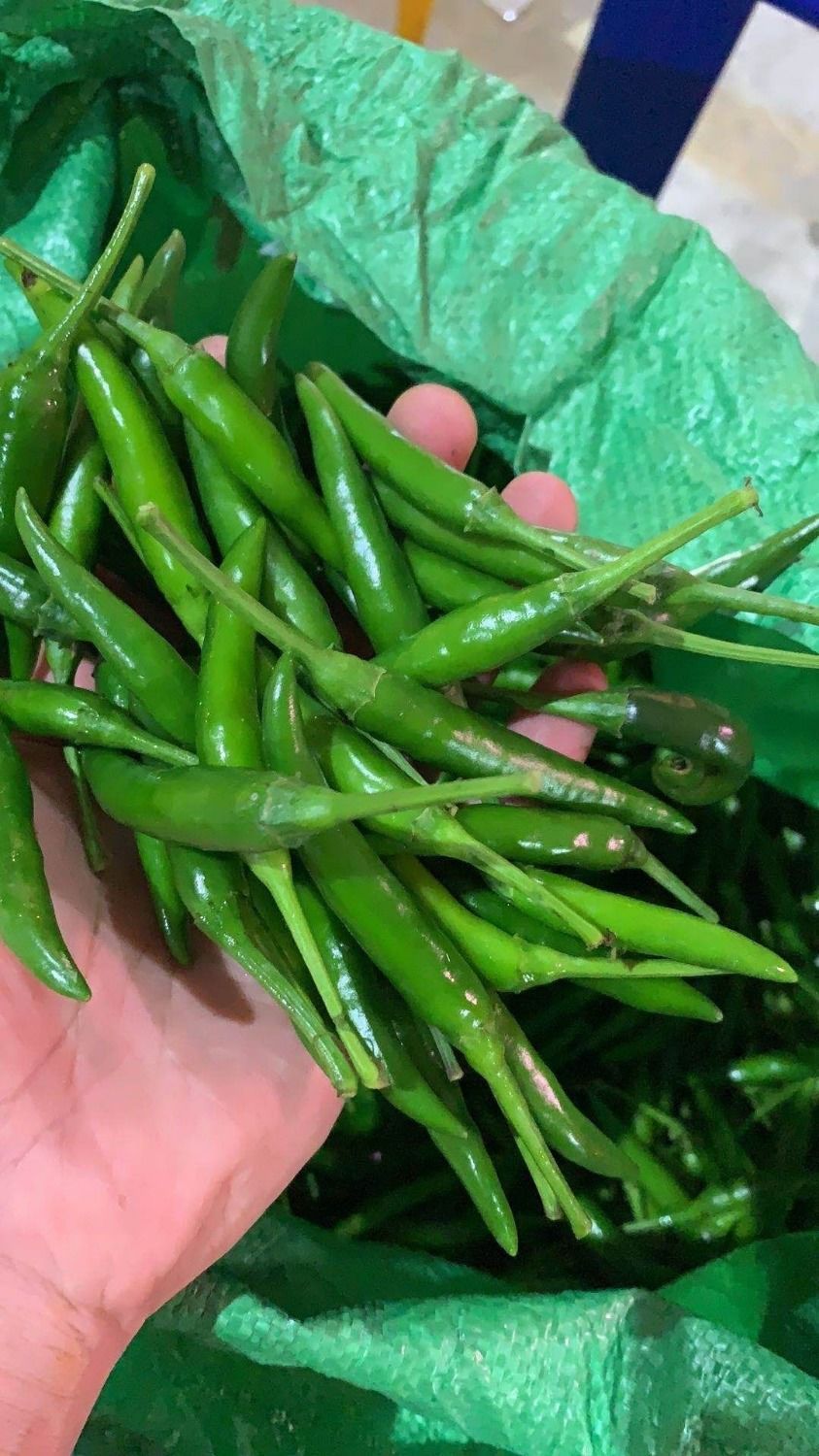 10斤起发 青辣椒新鲜青小米椒特辣现摘小尖椒蔬菜朝天椒够辣够味