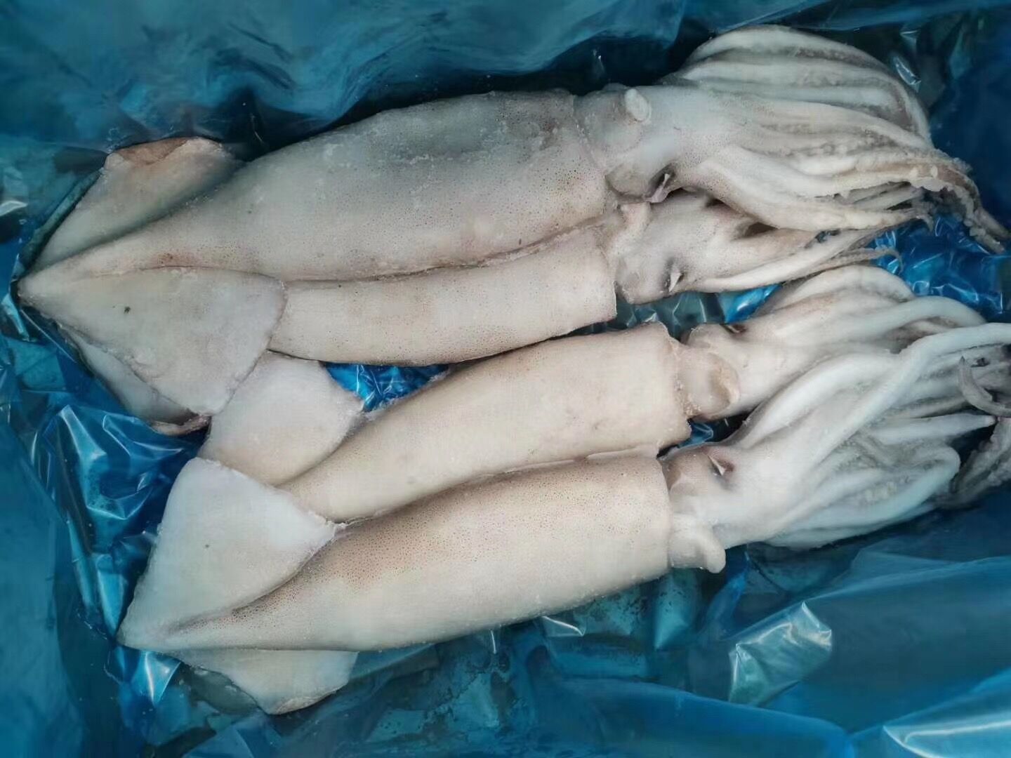 活冻鱿鱼海鲜鲜活新鲜小管鱿鱼冷冻水产笔管铁板烧烤鱿鱼活冻鱿鱼