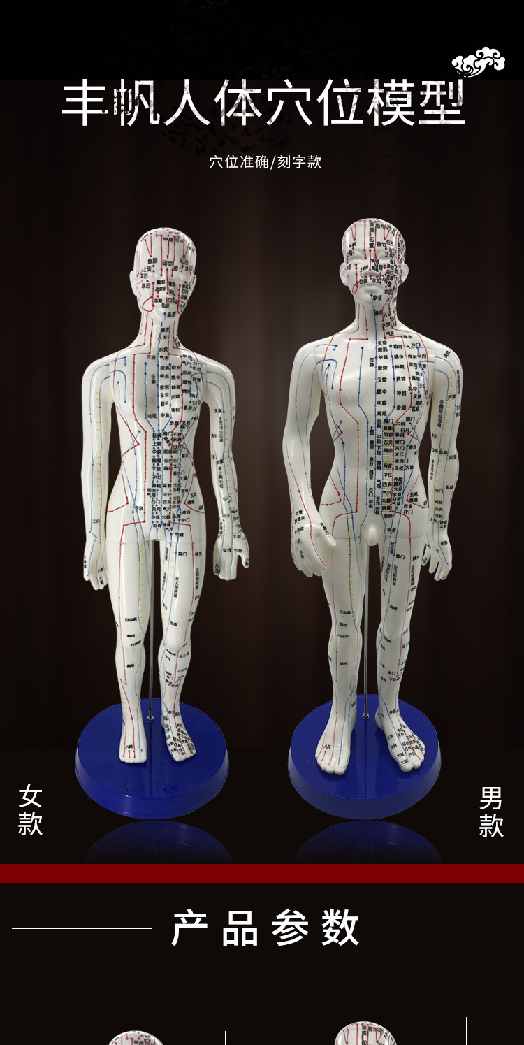 丰帆人体穴位模型 十二经络穴位人模男女针灸人中医教学小人批发