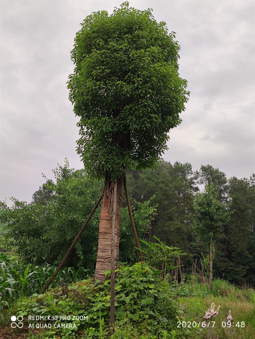 小叶樟香樟树园林绿化移栽树人行道常绿乔木景观树批发香樟大树