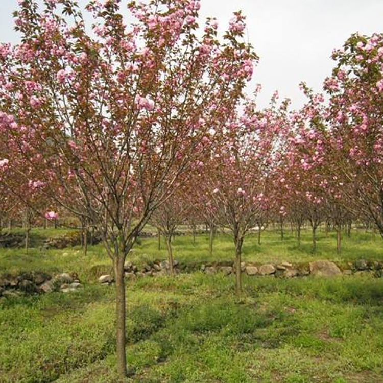 苗圃直供樱花树苗 日本嫁接晚樱樱花树苗 园林绿化工程行道景观种
