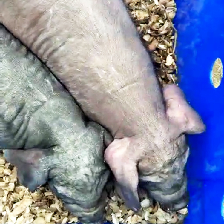 长期供应太湖种猪猪仔 怀孕太湖母猪小太湖仔猪 纯种太湖母猪苗子