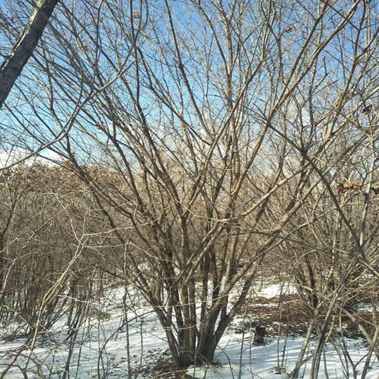 3米4米茶条槭 规格齐全 丛生茶条槭建圃小苗 枝条粗壮