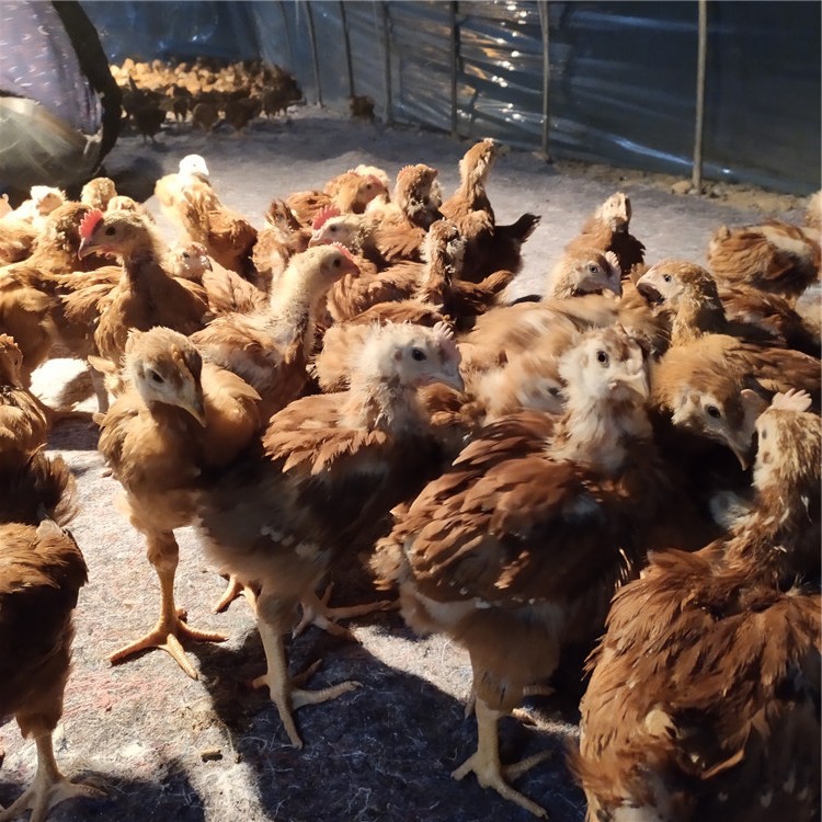 出壳 红玉鸡苗 脱温红玉鸡苗 大红公鸡苗量大批发 农家土鸡苗