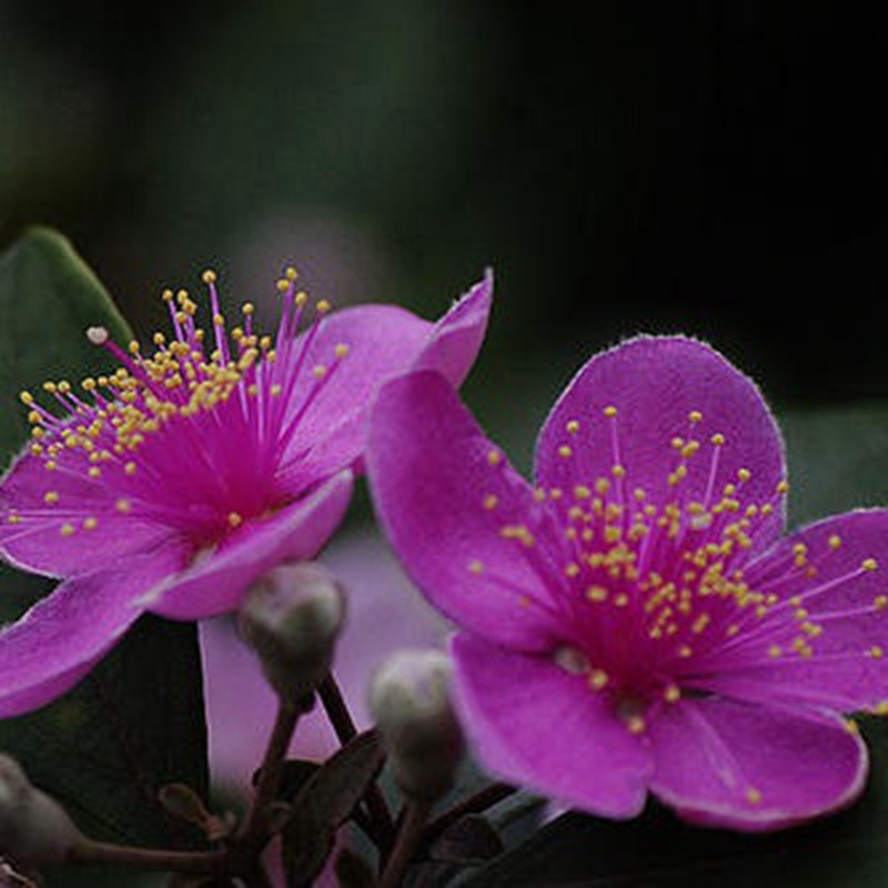 rtus tomentosa),别名:哆尼,岗菍,山菍,多莲,当梨根,稔子树,豆稔,仲尼