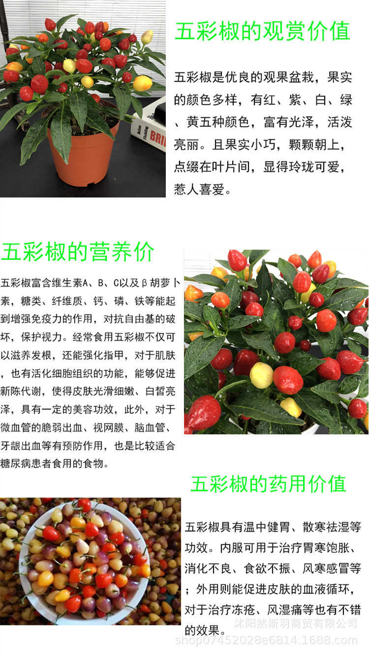 辣椒树树苗四季可食用多年生五彩椒盆栽带果阳台朝天椒五彩辣椒